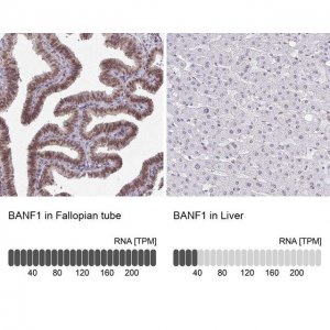 Anti-BANF1 antibody produced in rabbit 