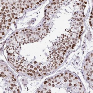 Anti-BANF1 antibody produced in rabbit 