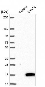 Anti-BANF2 antibody produced in rabbit 