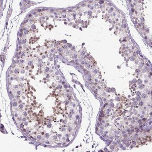 Anti-BANF2 antibody produced in rabbit 
