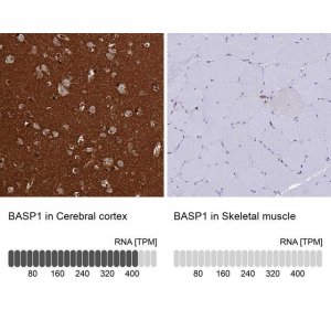 Anti-BASP1 antibody produced in rabbit 