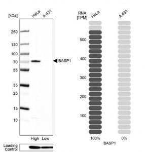 Anti-BASP1 antibody produced in rabbit 