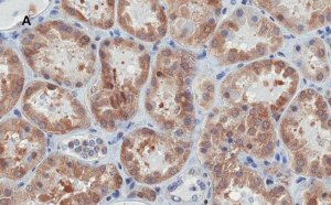 Anti-Bax Antibody, clone 1C7, ZooMAb Rabbit Monoclonal 