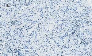 Anti-Bax Antibody, clone 1C7, ZooMAb Rabbit Monoclonal 