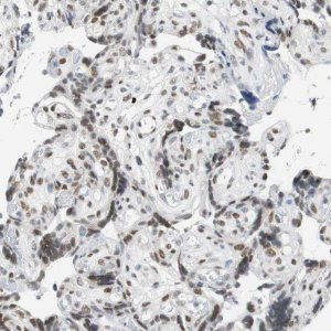 Anti-BBX antibody produced in rabbit 