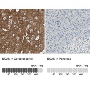 Anti-BCAN antibody produced in rabbit 