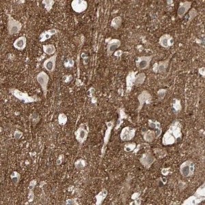 Anti-BCAN antibody produced in rabbit 