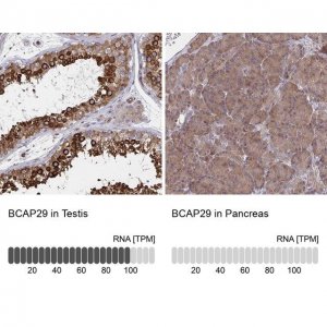 Anti-BCAP29 antibody produced in rabbit 