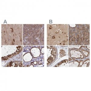 Anti-BCAP29 antibody produced in rabbit 