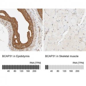 Anti-BCAP31 antibody produced in rabbit 
