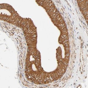 Anti-BCAP31 antibody produced in rabbit 