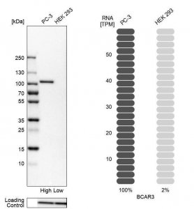 Anti-BCAR3 antibody produced in rabbit 