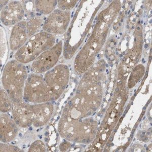 Anti-BCAR3 antibody produced in rabbit 