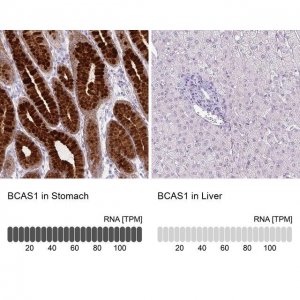 Anti-BCAS1 antibody produced in rabbit 