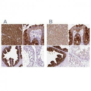 Anti-BCAS1 antibody produced in rabbit 