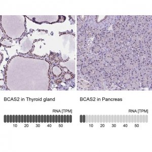 Anti-BCAS2 antibody produced in rabbit 