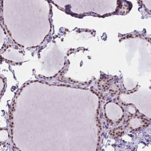 Anti-BCAS2 antibody produced in rabbit 