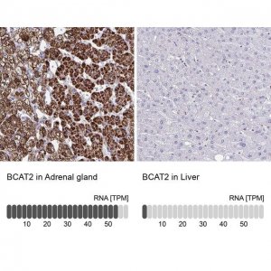 Anti-BCAT2 antibody produced in rabbit 