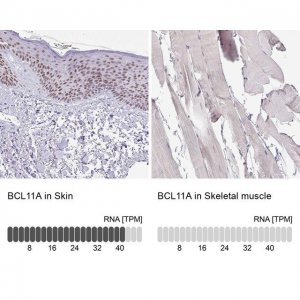 Anti-BCL11A antibody produced in rabbit 
