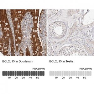 Anti-BCL2L15 antibody produced in rabbit 