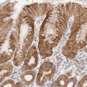 Anti-BCL2L15 antibody produced in rabbit 