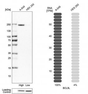Anti-BCL9L antibody produced in rabbit 
