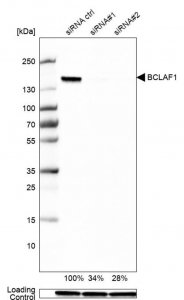 Anti-BCLAF1 antibody produced in rabbit 