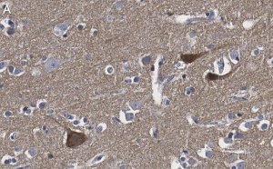 Anti-BDNF Antibody, clone 1I14 ZooMAb Rabbit Monoclonal 