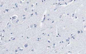 Anti-BDNF Antibody, clone 1I14 ZooMAb Rabbit Monoclonal 