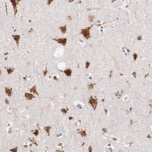 ANTI-BEGAIN antibody produced in rabbit 