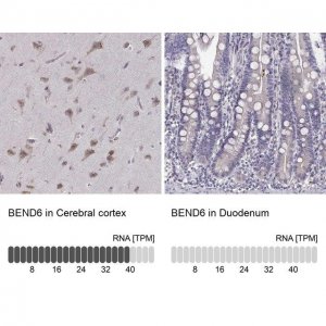 Anti-BEND6 antibody produced in rabbit 