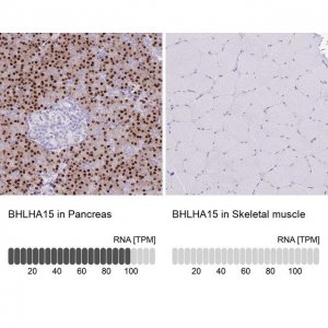 Anti-BHLHA15 antibody produced in rabbit HPA047834-100UL