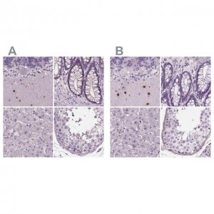 Anti-BHLHE22 antibody produced in rabbit 