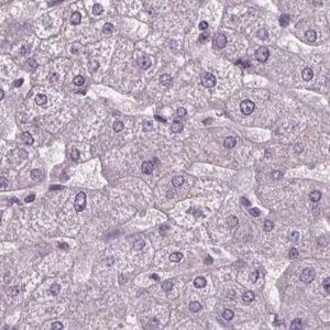 Anti-BHLHE22 antibody produced in rabbit 