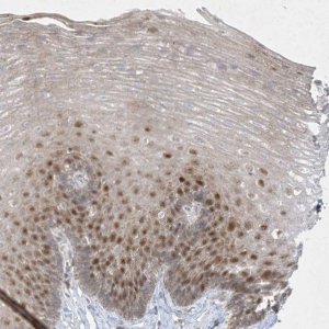 Anti-BHLHE40 antibody produced in rabbit HPA028922-100UL