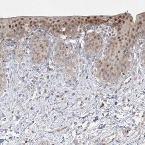 Anti-BHLHE40 antibody produced in rabbit HPA028922-100UL