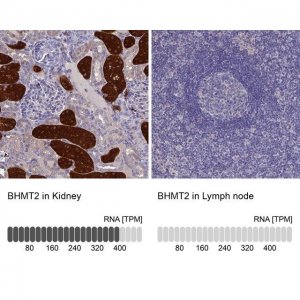 Anti-BHMT2 antibody produced in rabbit 