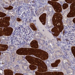Anti-BHMT2 antibody produced in rabbit 