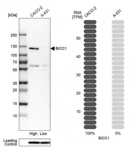 Anti-BICC1 antibody produced in rabbit 