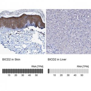 Anti-BICD2 antibody produced in rabbit 