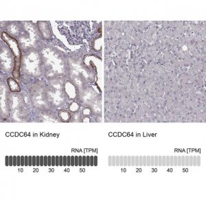 Anti-BICDL1 antibody produced in rabbit 