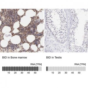 Anti-BID antibody produced in rabbit 