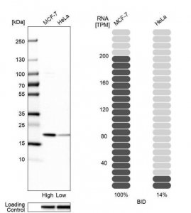 Anti-BID antibody produced in rabbit 