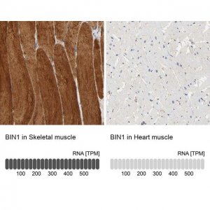 Anti-BIN1 antibody produced in rabbit 