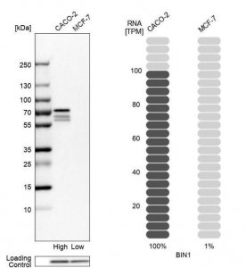 Anti-BIN1 antibody produced in rabbit 