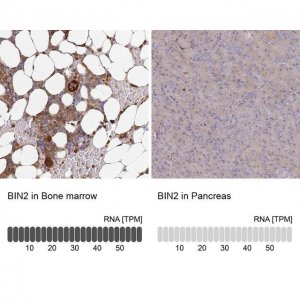 Anti-BIN2 antibody produced in rabbit 