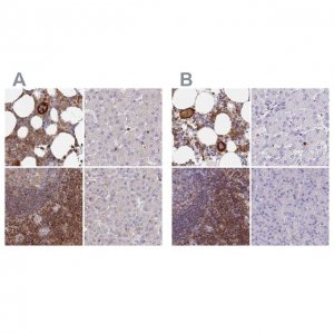 Anti-BIN2 antibody produced in rabbit 