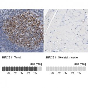 Anti-BIRC3 antibody produced in rabbit 