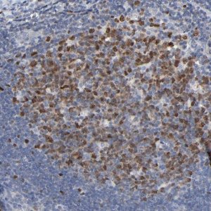 Anti-BIRC3 antibody produced in rabbit 