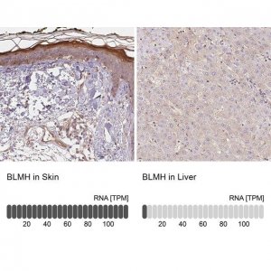 Anti-BLMH antibody produced in rabbit 